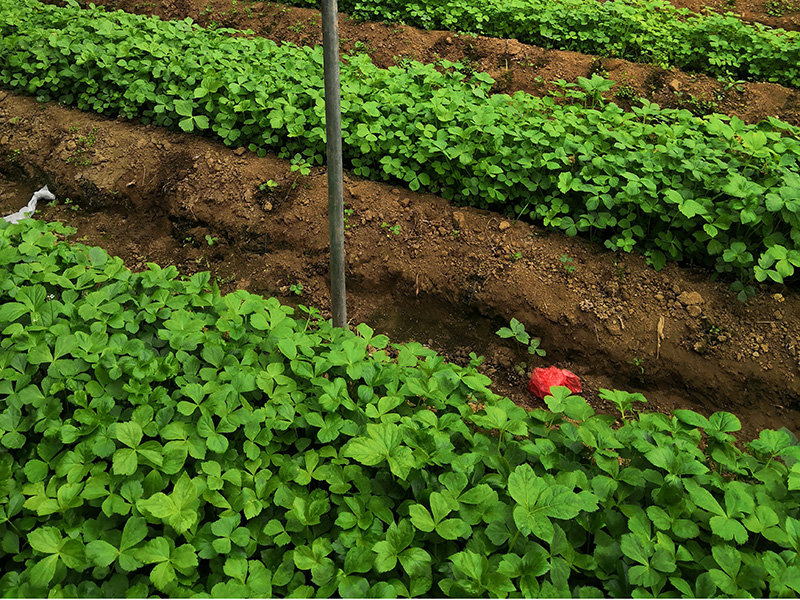 叶小苗种植基地